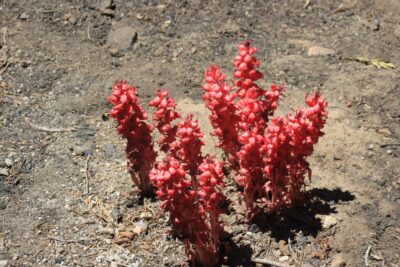 Mariposa Grove - Yosemite NP (Californie)