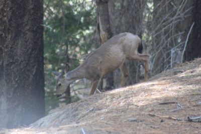 Mariposa Grove - Yosemite NP (Californie)