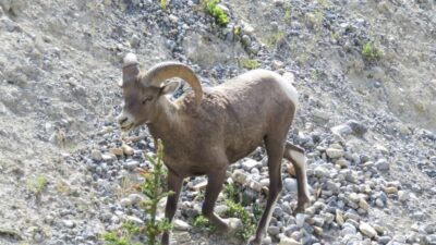Mouflons sur la route des Glaciers - Rocheuses canadiennes