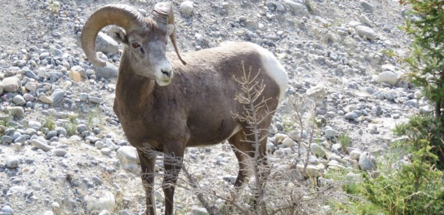 Mouflons sur la route des Glaciers - Rocheuses canadiennes
