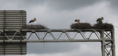 Nid de cigognes sur l'autoroute vers Aveiro