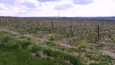 Vignobles entre Pinhel et Guarda