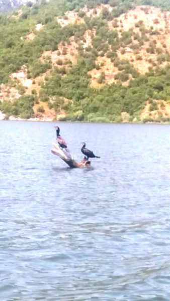 Des cormorans sur le lac Skadar - Monténégro