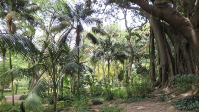 Le jardin d''Estrela