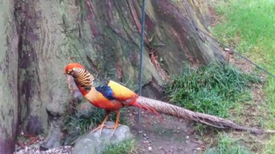 Faisan dans les jardins d'Isola Madre (îles Borromées)