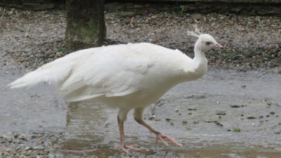 Paon dans les jardins d'Isola Madre (îles Borromées)