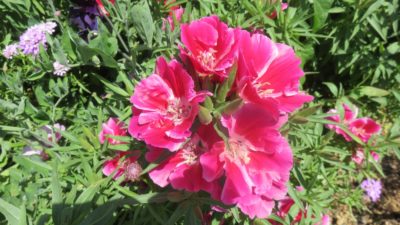 Fleurs des jardins de l'Alhambra - Grenade