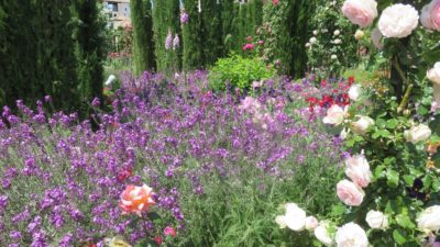 Fleurs des jardins de l'Alhambra - Grenade