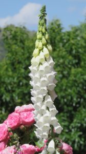 Fleurs des jardins de l'Alhambra - Grenade