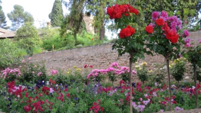 Fleurs des jardins de l'Alhambra - Grenade
