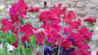 Fleurs des jardins de l'Alhambra - Grenade