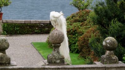 Paon blanc dans les jardins d' Isola Bella (îles Borromées)