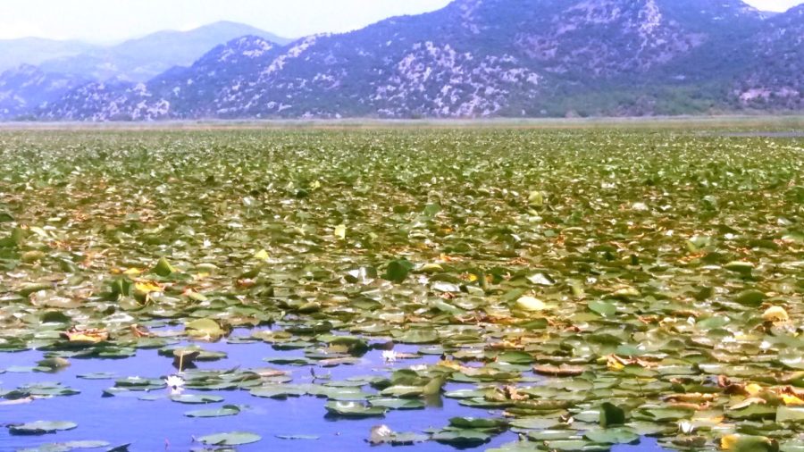 Nénuphars sur le lac Skadar - Monténégro