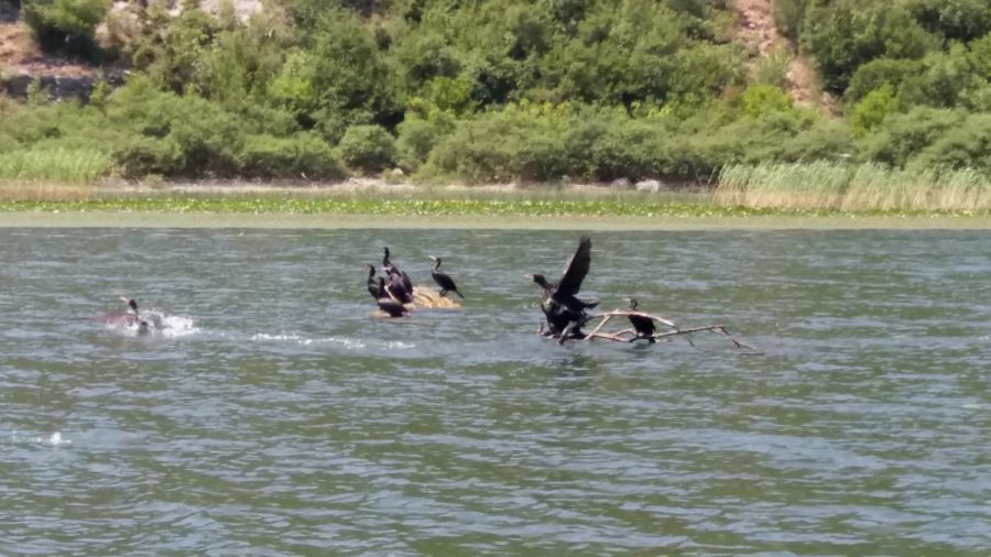 Des cormorans sur le lac Skadar - Monténégro