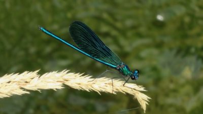 Libellule dans le parc de Krka - Croatie