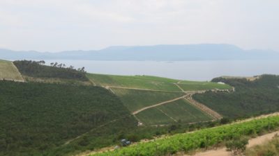 Des vignobles partout sur les côteaux - Croatie