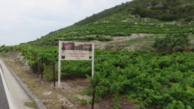 Des vignobles partout - Presqu'île de Peljesac
