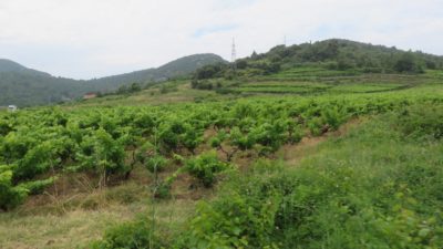 Des vignobles partout - Presqu'île de Peljesac