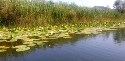 Nénuphars sur le lac Skadar - Monténégro