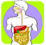 Digestion