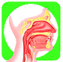 O R L