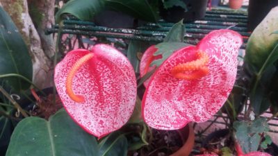 l'anthurium à queue de cochon