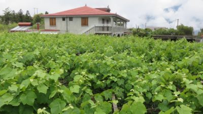 Vigne à Cilaos
