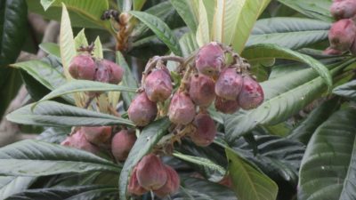 Arbre fruitier - Cilaos