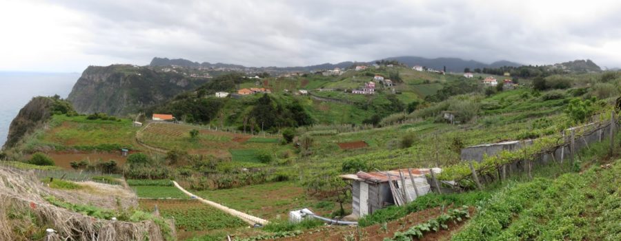 Cultures en espaliers à Santana - Madère