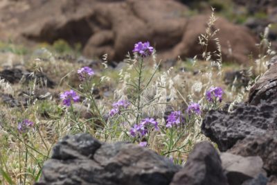 Végétation et flore à Ponta de Sao Lourenço - Madère
