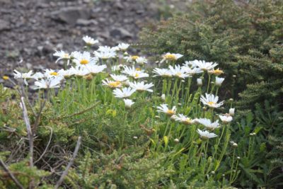 Végétation et flore à Ponta de Sao Lourenço - Madère