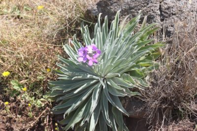 Végétation et flore à Ponta de Sao Lourenço - Madère