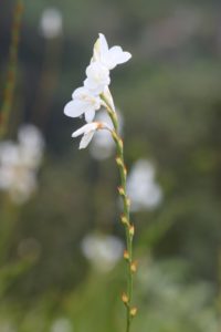 Fleurs à Arco de Sao Jorge - Madère