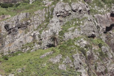 Palmier solitaite à Sao Jorge - Madère