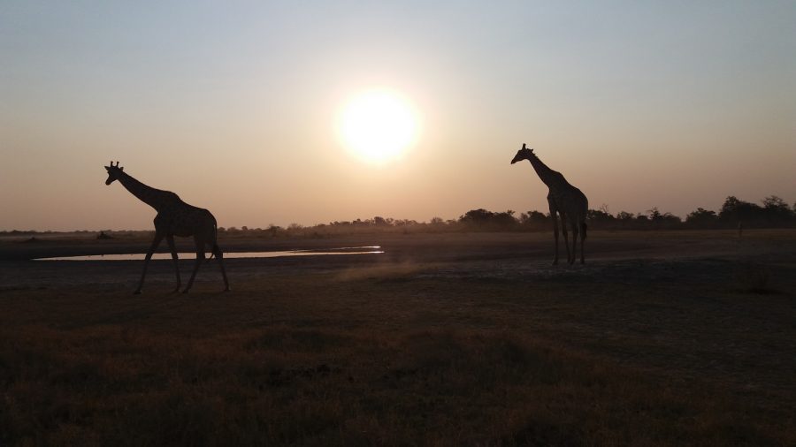 Girafes dans le soleil couchant - Réserve de Moremi (Botswana)