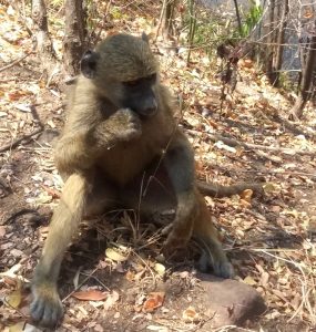 Babouin aux chutes Victoria - Zimbabwe