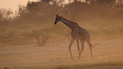 Girafes - Réserve de Moremi (Botswana)