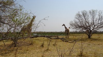 Girafes - Réserve de Moremi (Botswana)