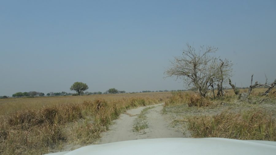 Paysage de la Réserve de Moremi (Botswana)