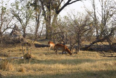 Impalas - Réserve de Moremi (Botswana)