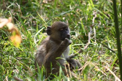 Babouin aux chutes Victoria - Zimbabwe