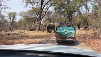 Eléphants sur la piste de la réserve de Moremi (Botswana)