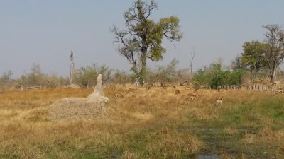 Impalas - Réserve de Moremi (Botswana)