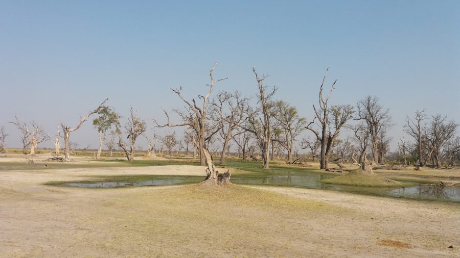 Paradise Pools - Réserve de Moremi (Botswana)