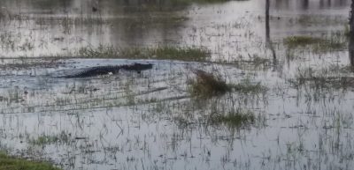 Crocodile - Réserve de Moremi (Botswana)