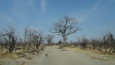 Sur la piste entre Khwai et North Gate (Botswana)