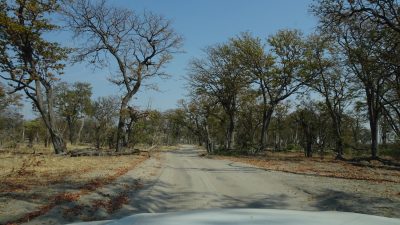 Sur la piste entre Khwai et North Gate (Botswana)