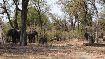 Eléphants sur la piste de la réserve de Moremi (Botswana)