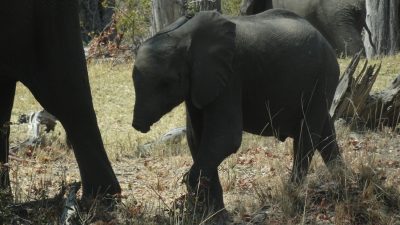 Eléphants sur la piste de la réserve de Moremi (Botswana)
