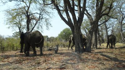 Eléphants sur la piste de la réserve de Moremi (Botswana)